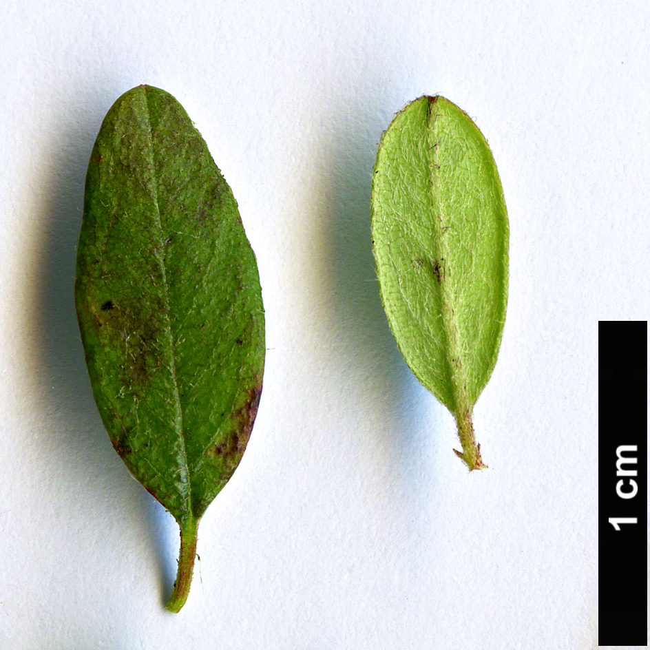 High resolution image: Family: Rosaceae - Genus: Cotoneaster - Taxon: conspicuus